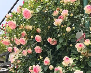 Flowering period and number of blooms of climbing roses (Exploring the annual flowering pattern of climbing roses to make your care more handy) 3