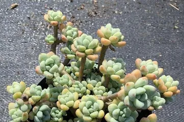 Care Tips for Green Succulents (How to Get Your Green Succulent in the Best Condition) 1