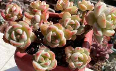 Care Tips for Green Succulents (How to Get Your Green Succulent in the Best Condition) 2