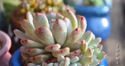 Care Tips for Green Succulents (How to Get Your Green Succulent in the Best Condition) 3