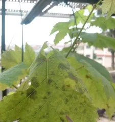 Causes and Countermeasures for Yellowing Grape Leaves (Grapevine Care Techniques) 1
