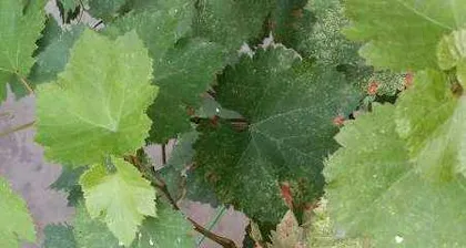 Causes and Countermeasures for Yellowing Grape Leaves (Grapevine Care Techniques) 2