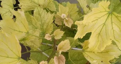 Causes and Countermeasures for Yellowing Grape Leaves (Grapevine Care Techniques) 3