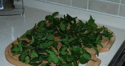 Basil Lush Growth Guide (How to Make Your Basil Grow Healthily and Fill Your Home with Fresh Fragrance)1