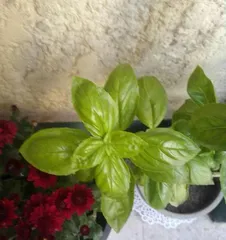 Basil Lush Growth Guide (How to Make Your Basil Grow Healthily and Fill Your Home with Fresh Fragrance)2