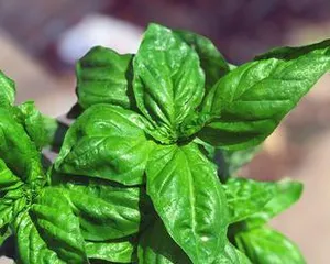 Basil Lush Growth Guide (How to Make Your Basil Grow Healthily and Fill Your Home with Fresh Fragrance)3