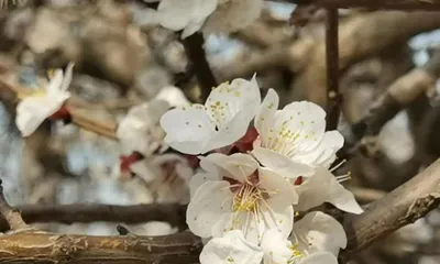Do you need to water apricot trees when they bloom? (Correct methods for spring care of apricot trees) 1