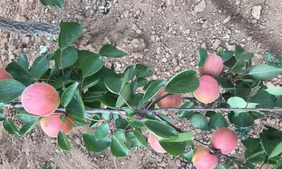 Do you need to water apricot trees when they bloom? (Correct methods for spring care of apricot trees) 2