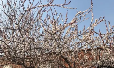Do you need to water apricot trees when they bloom? (Correct methods for spring care of apricot trees) 3