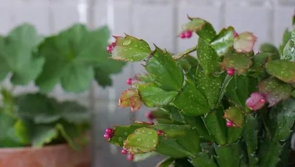 Complete Guide to Christmas Cactus Care (An easy-to-grow, beautiful green plant, master these methods to make your Christmas Cactus more beautiful!) 3