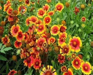 A Detailed Guide to the Blooming Period of Rudbeckia hirta (Flowering Time, Growing Environment, and Care Methods All You Need to Know) 1