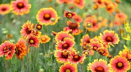 A Detailed Guide to the Blooming Period of Rudbeckia hirta (Flowering Time, Growing Environment, and Care Methods All You Need to Know) 2