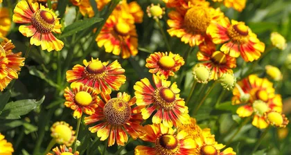 A Detailed Guide to the Blooming Period of Rudbeckia hirta (Flowering Time, Growing Environment, and Care Methods All You Need to Know) 3