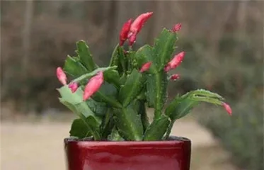 A Detailed Guide to Cultivating and Caring for Epiphyllum (Easy to Grow and Bloom, You Must Know This to Grow it Well!) 1