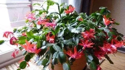 A Detailed Guide to Cultivating and Caring for Epiphyllum (Easy to Grow and Bloom, You Must Know This to Grow it Well!) 2