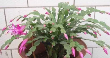 A Detailed Guide to Cultivating and Caring for Epiphyllum (Easy to Grow and Bloom, You Must Know This to Grow it Well!) 3