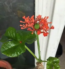 Coral Flower Care Methods (Keep Your Coral Flower Evergreen and Beautiful) 1