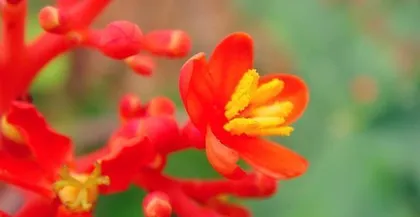 Coral Flower Care Methods (Keep Your Coral Flower Evergreen and Beautiful) 2