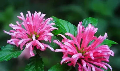 Coral Flower Care Methods (Keep Your Coral Flower Evergreen and Beautiful) 3