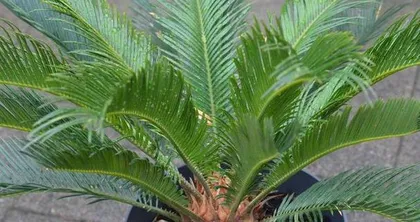 Cycas Rapid Growth Guide (Care Tips, Fertilization Methods, and Disease Prevention) 2