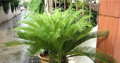 Cycas Rapid Growth Guide (Care Tips, Fertilization Methods, and Disease Prevention) 3