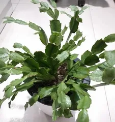 Christmas Cactus Cultivation and Repotting Time (From Understanding to Care, This is All You Need!) 1