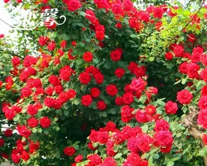 How to Care for Climbing Roses? (Cultivation Methods and Precautions for Climbing Roses) 1