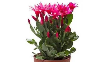 Christmas Cactus Cultivation and Repotting Time (From Understanding to Care, This is All You Need!) 2