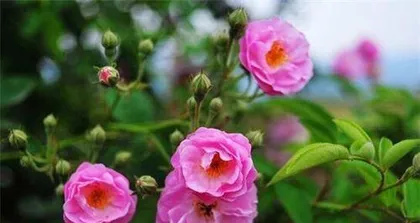 How to Care for Climbing Roses? (Cultivation Methods and Precautions for Climbing Roses) 2