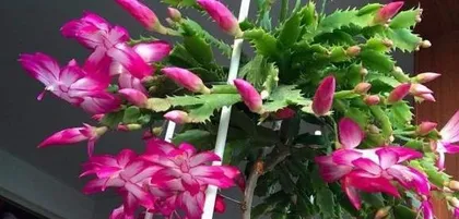 Christmas Cactus Cultivation and Repotting Time (From Understanding to Care, This is All You Need!) 3