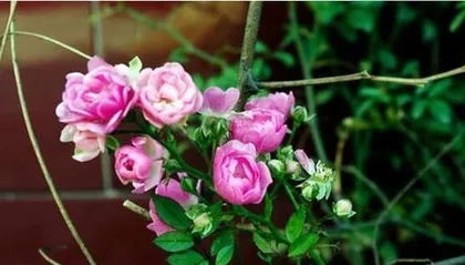 How to Care for Climbing Roses? (Cultivation Methods and Precautions for Climbing Roses) 3