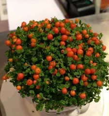 Winter Care of Coral Beans (Winter Care Precautions, Avoid Freezing Coral Beans to Death) 1