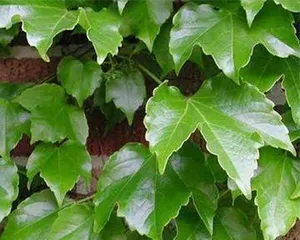 How to Grow Healthy Boston Ivy (Boston Ivy Care Tips to Easily Own a Beautiful Plant) 1