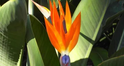 Winter Care of Coral Beans (Winter Care Precautions, Avoid Freezing Coral Beans to Death) 2