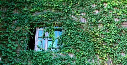 How to Grow Healthy Boston Ivy (Boston Ivy Care Tips to Easily Own a Beautiful Plant) 2