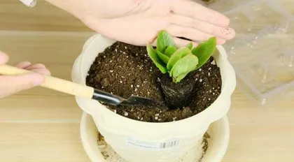 Winter Care of Coral Beans (Winter Care Precautions, Avoid Freezing Coral Beans to Death) 3