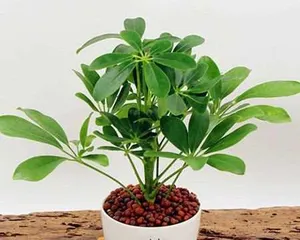 Is the Mystical Fruit Tree Toxic? Indoor Care Guide! (Learn about the characteristics of the Mystical Fruit Tree and safe indoor care methods.)1