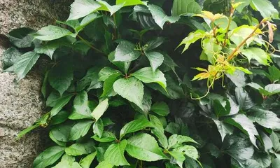How to Grow Healthy Boston Ivy (Boston Ivy Care Tips to Easily Own a Beautiful Plant) 3