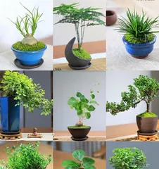 Is the Mystical Fruit Tree Toxic? Indoor Care Guide! (Learn about the characteristics of the Mystical Fruit Tree and safe indoor care methods.)2