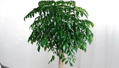 Is the Mystical Fruit Tree Toxic? Indoor Care Guide! (Learn about the characteristics of the Mystical Fruit Tree and safe indoor care methods.)3