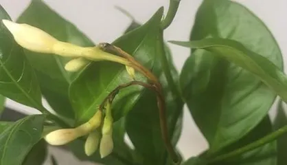 Is Lucky Clover Toxic? Understanding the Truth About Lucky Clover (Toxicity and Indoor Care Techniques) 1