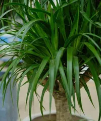 Is Lucky Clover Toxic? Understanding the Truth About Lucky Clover (Toxicity and Indoor Care Techniques) 2