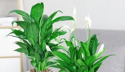 Is Lucky Clover Toxic? Understanding the Truth About Lucky Clover (Toxicity and Indoor Care Techniques) 3