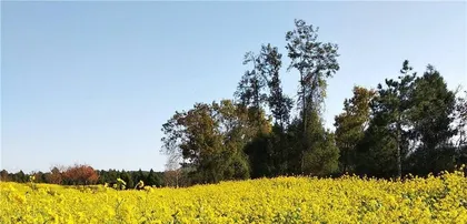 Late Autumn Harvest Garden (How to Choose Suitable Plants to Grow) 2