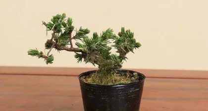 Care Methods and Precautions for Sandalwood Bonsai (Creating a Healthy and Beautiful Sandalwood Bonsai) 1