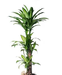 Care Methods and Precautions for Sandalwood Bonsai (Creating a Healthy and Beautiful Sandalwood Bonsai) 2