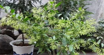 Care Methods and Precautions for Sandalwood Bonsai (Creating a Healthy and Beautiful Sandalwood Bonsai) 3