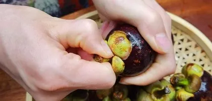 Mangosteen Seed Planting Guide (Selection, Planting, Care, and Harvesting of Mangosteen Seeds)1