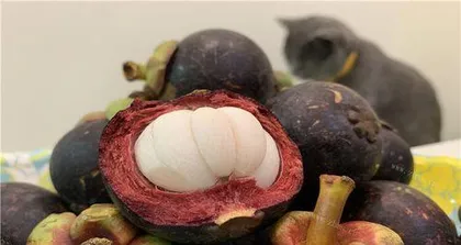 Mangosteen Seed Planting Guide (Selection, Planting, Care, and Harvesting of Mangosteen Seeds)2