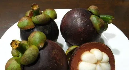 Mangosteen Seed Planting Guide (Selection, Planting, Care, and Harvesting of Mangosteen Seeds)3